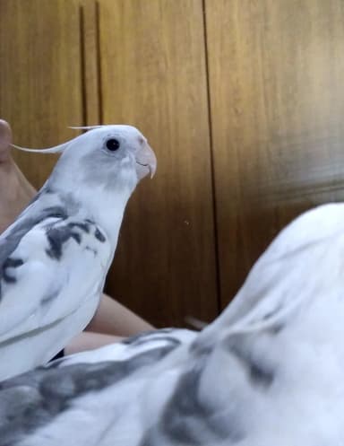 Juju, sempre aqui ✦